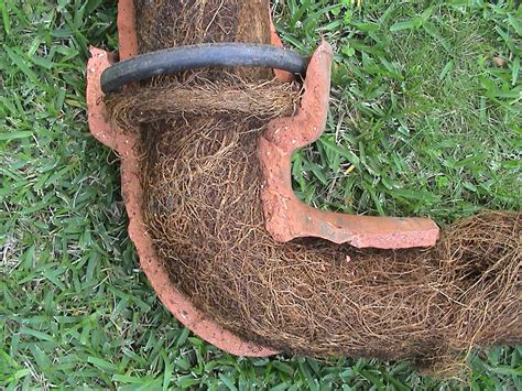 How to Detect and Prevent Tree Roots in Your Sewer Line – Blog Collector